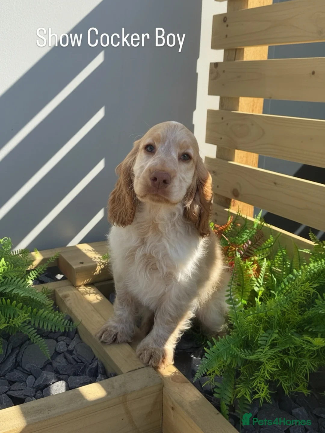 Cocker Spaniel dogs for sale: Stunning Show Cocker Spaniels  ready now  - Advert 2