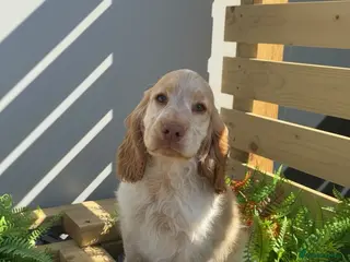 Cocker Spaniel dogs Stunning Show Cocker Spaniel boy ready now - Advert 6