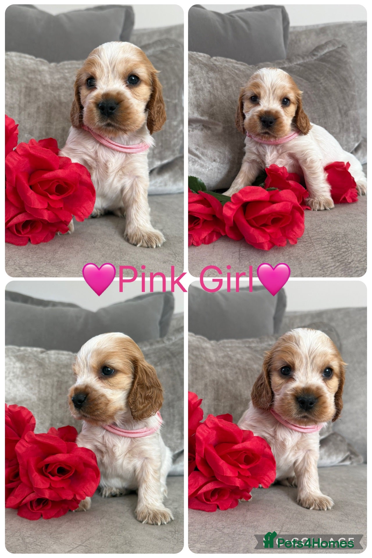 Cocker Spaniel dogs Outstanding KC Show Type Cocker Spaniel Puppies - Advert 2