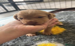 Labrador Retriever dogs for sale: Labrador puppies  - Image 30