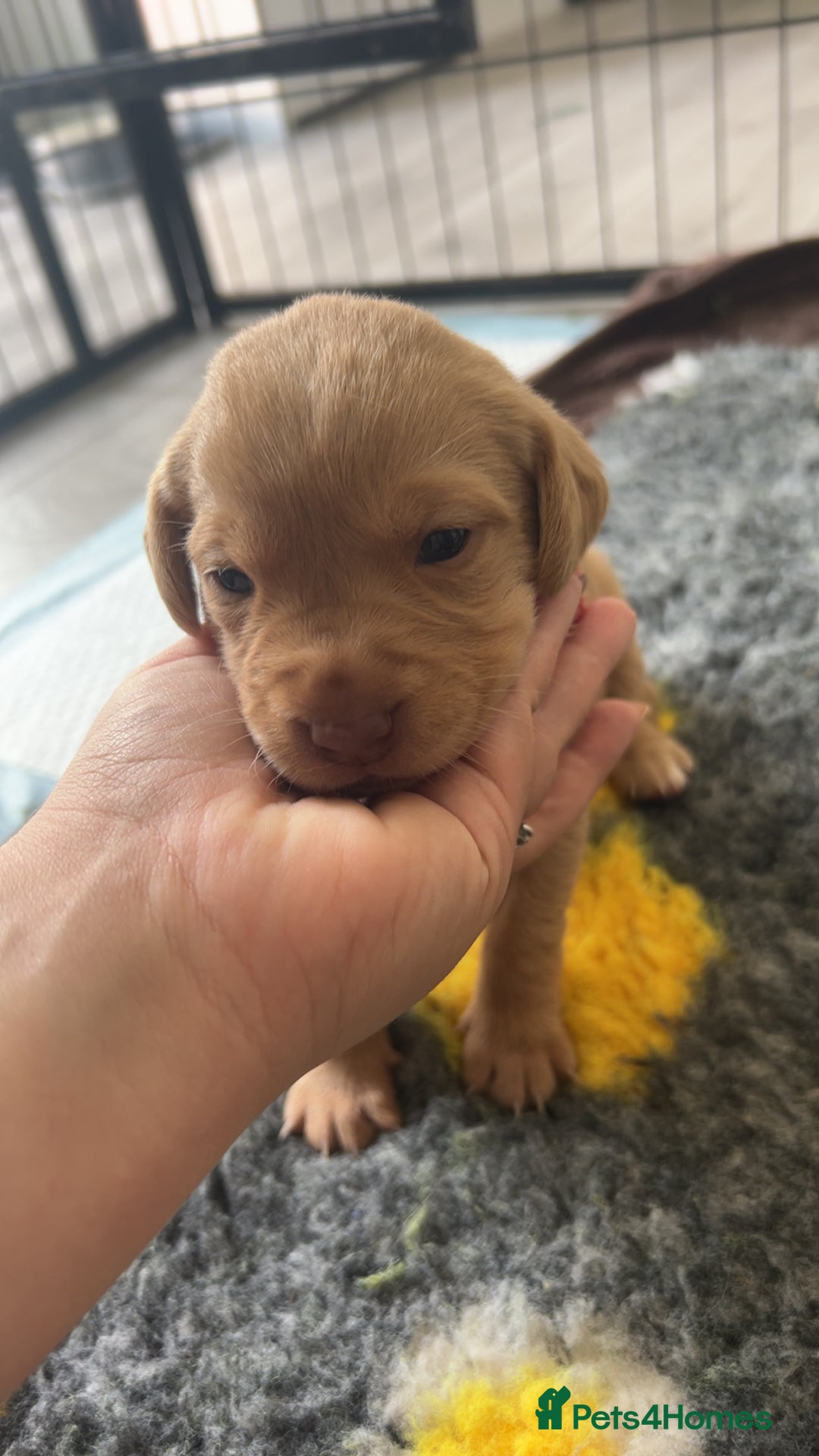 Labrador Retriever dogs for sale: Labrador puppies  - Image 30