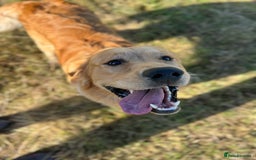 Golden Retriever dogs for stud: Golden retriever - Image 2