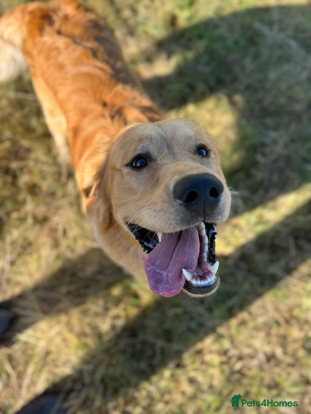 Golden Retriever dogs for stud: Golden retriever - Image 2