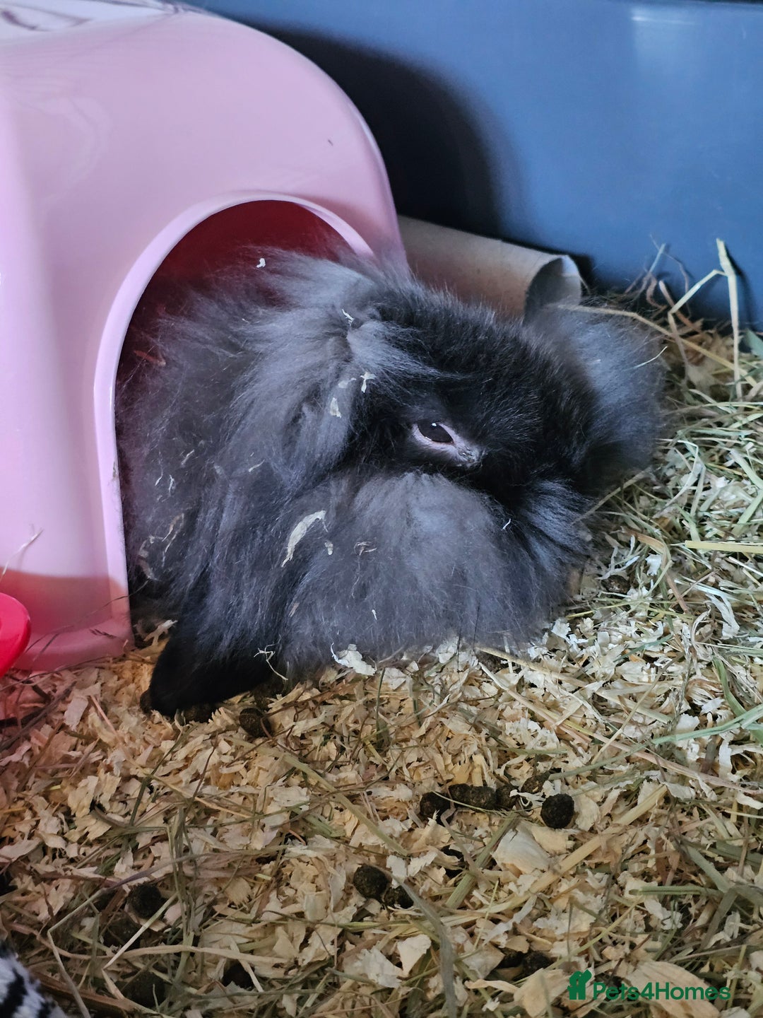 Mixed Breed rabbits for sale: Two female 3 month old bunnys - Advert 6