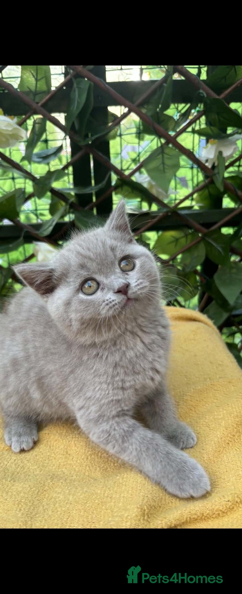 British Shorthair cats 1 boys available British shorthairs ready now  - Advert 9