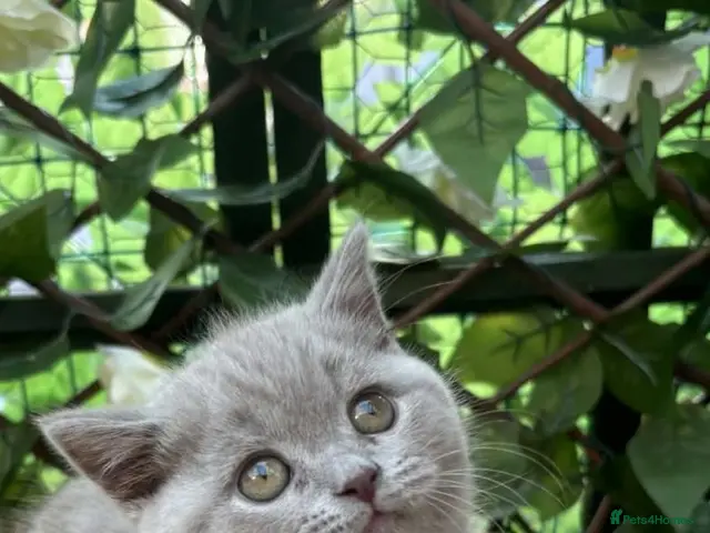 British Shorthair cats 2 boys available British shorthairs ready now - Advert 1