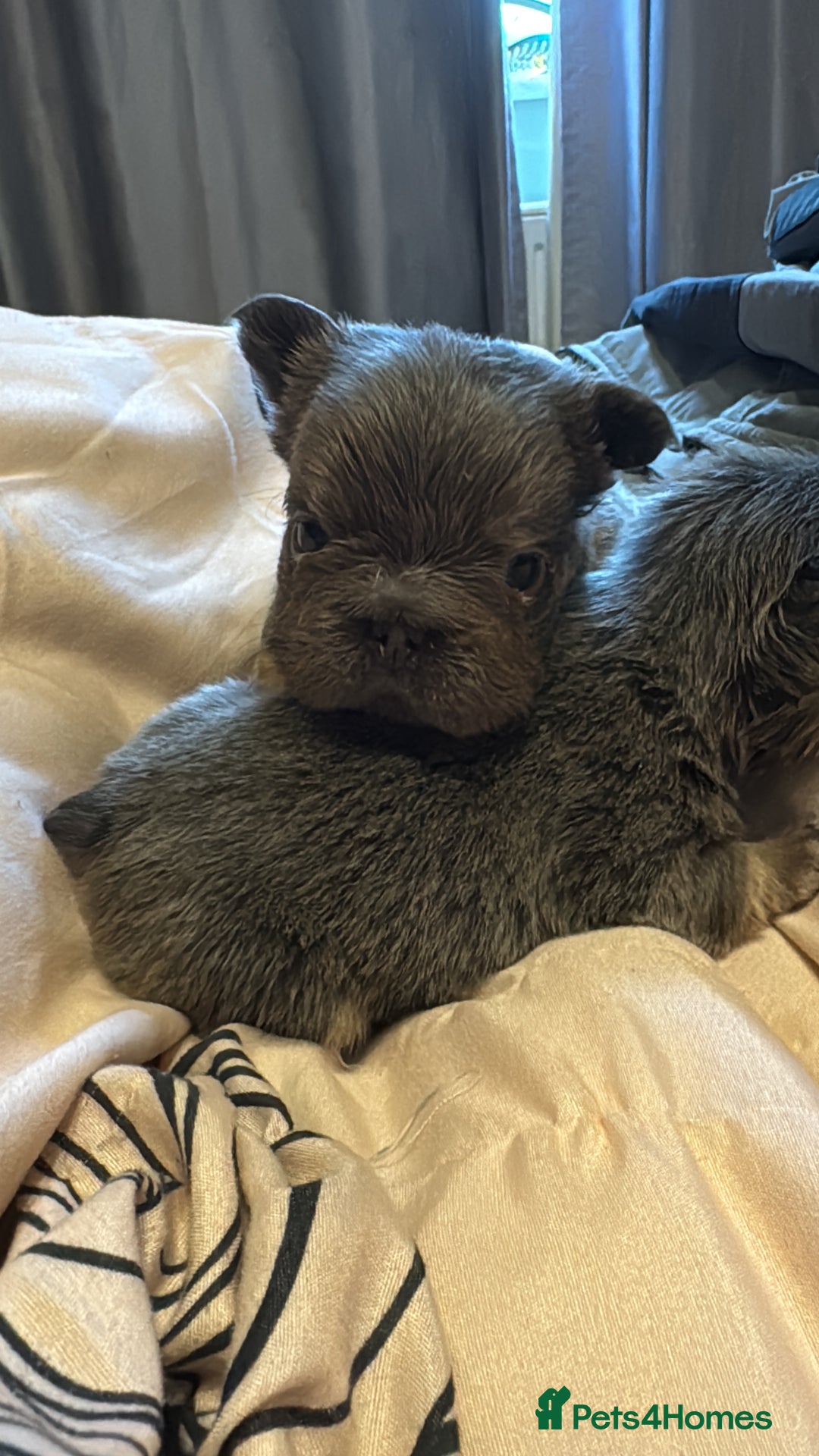French Bulldog dogs for sale: 5 AMAZING QUALITY FRENCH BULLDOG PUPS  - Advert 11
