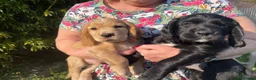 Cocker Spaniel dogs for sale: Golden Cocker spaniel boy KC reg - Ready to leave - Advert 2