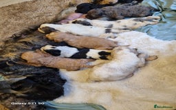 Cockapoo dogs for sale: Cockapoos - Image 11