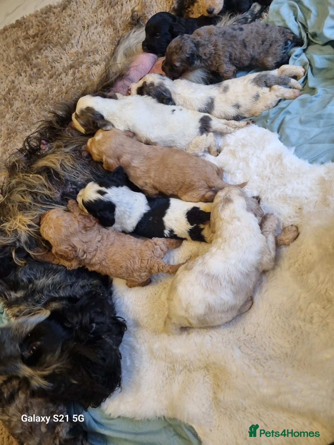 Cockapoo dogs for sale: Cockapoos - Image 11