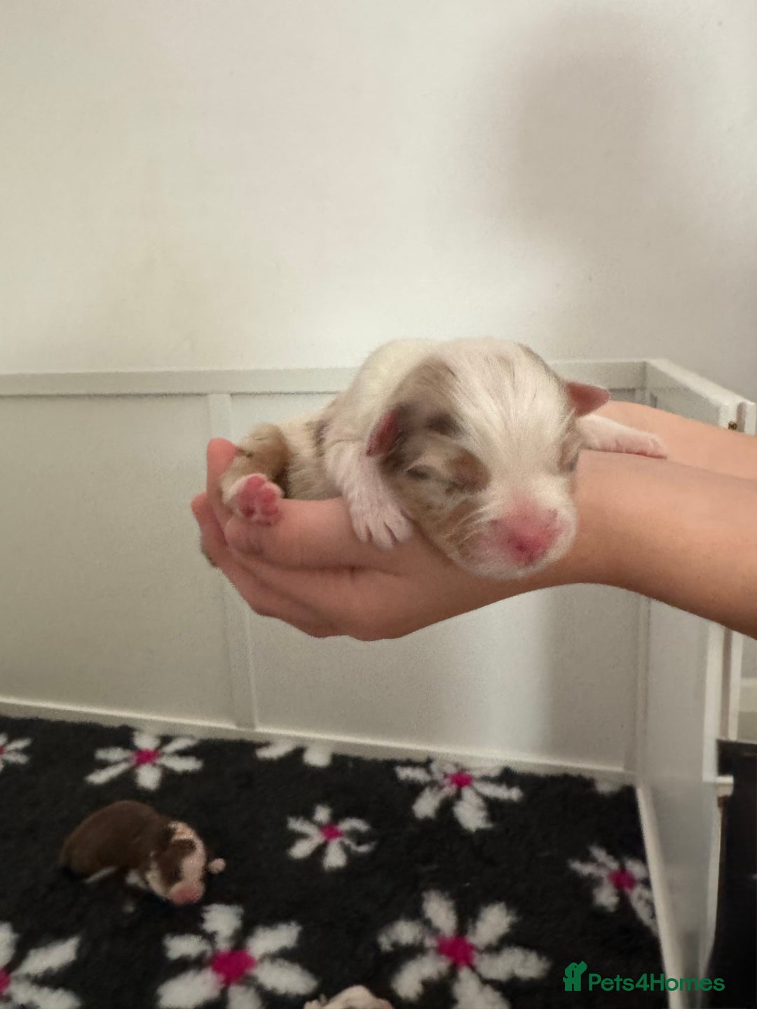 Australian Shepherd dogs for sale: Australian Shepherd Puppies - Image 2