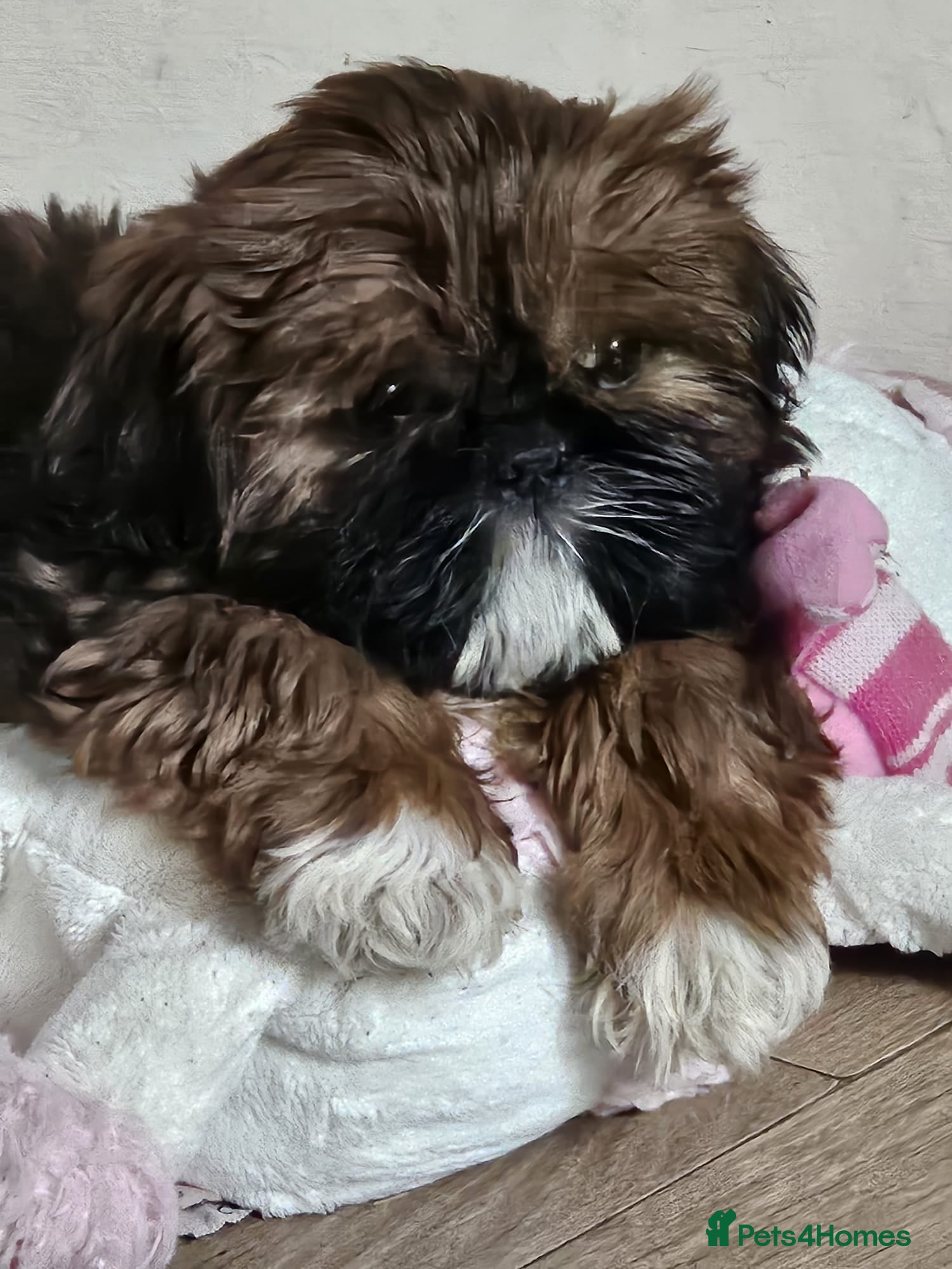 Shih Tzu dogs Royal Kennel Club registered standard shih tzu pup - Advert 24