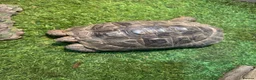 Tortoise reptiles for sale: Spur thigh approx 12 years old in Bournemouth - Advert 3