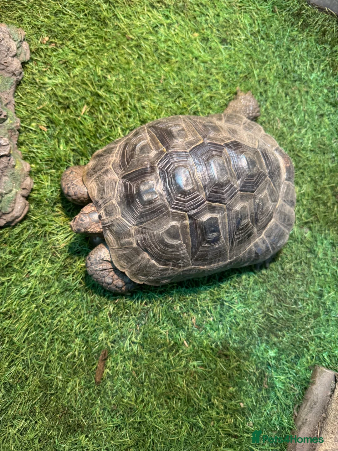 Tortoise reptiles for sale: Spur thigh approx 12 years old in Bournemouth - Advert 3