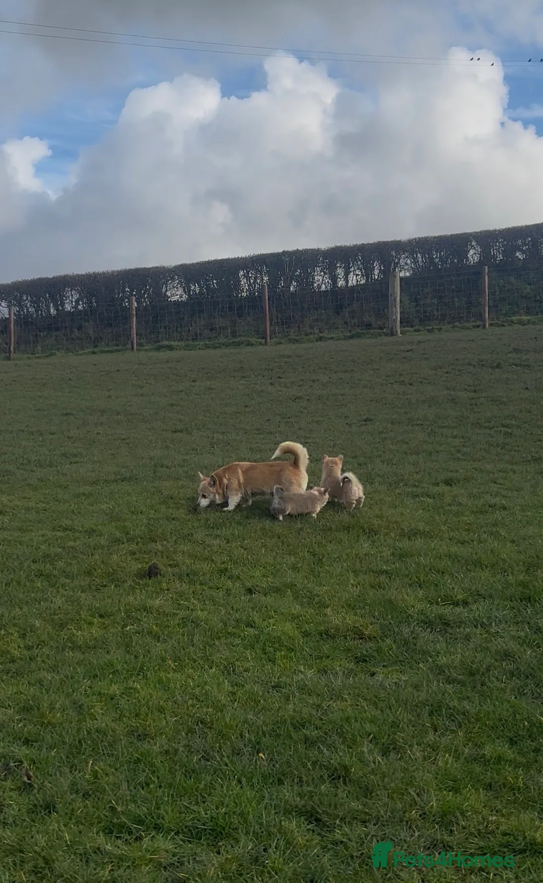 Welsh Corgi Pembroke dogs for sale: Pembrokeshire corgi puppies - Advert 5