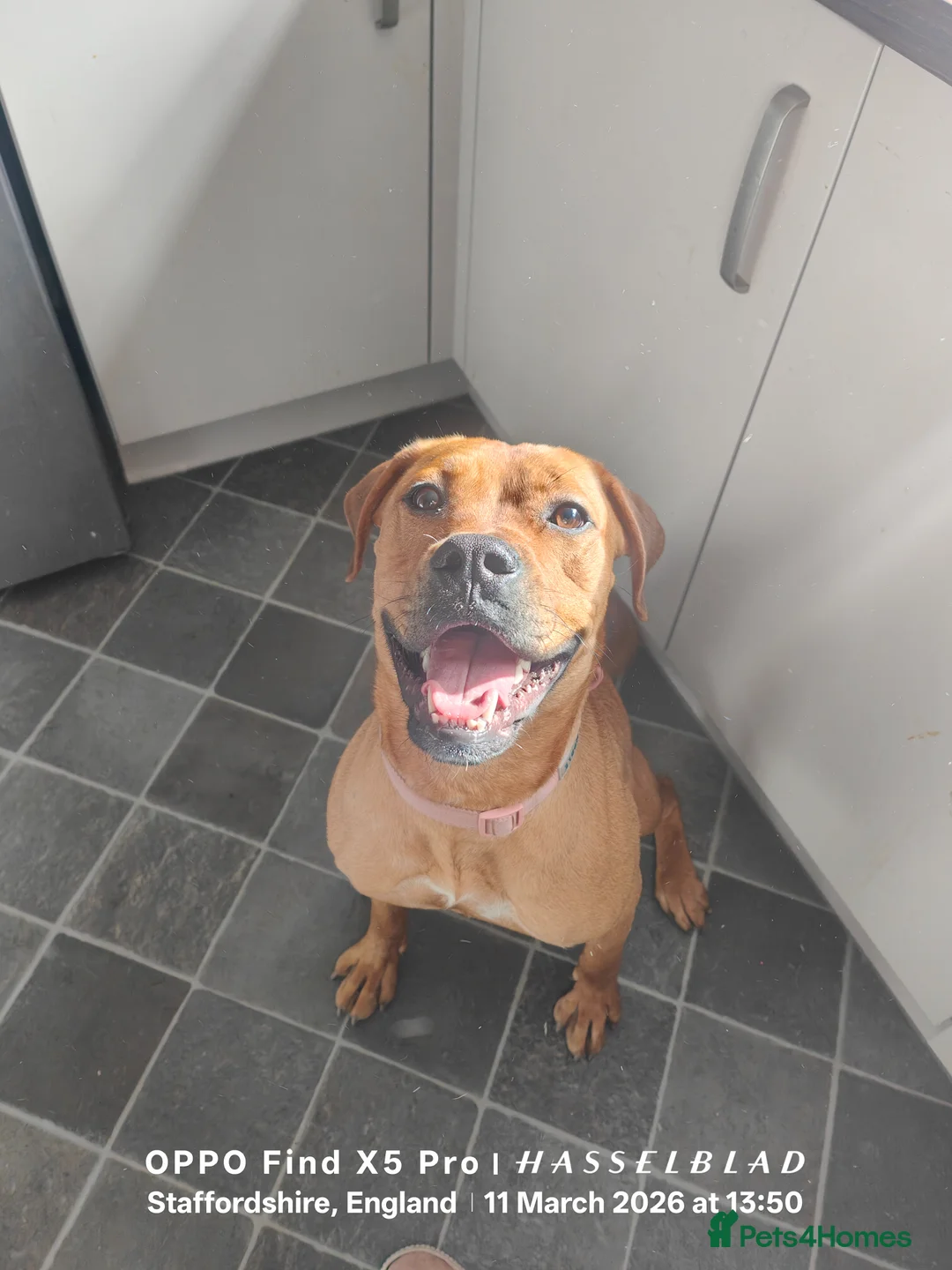 Mixed Breed dogs for sale: Lovable very gentle dog in Uttoxeter - Advert 1