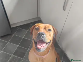 Mixed Breed dogs Lovable very gentle dog - Advert 1