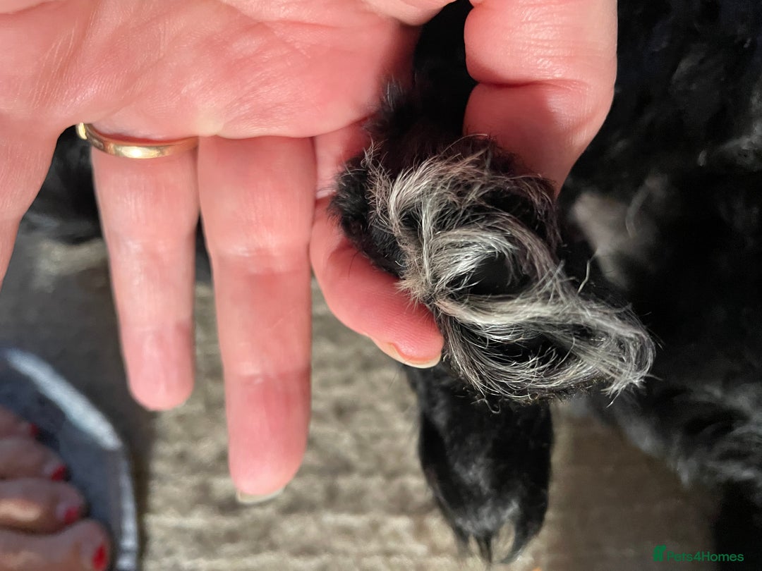 Sproodle dogs for sale: REDUCED 2 x Beautiful F2 Sproodle Girls VACCINATED - Image 32