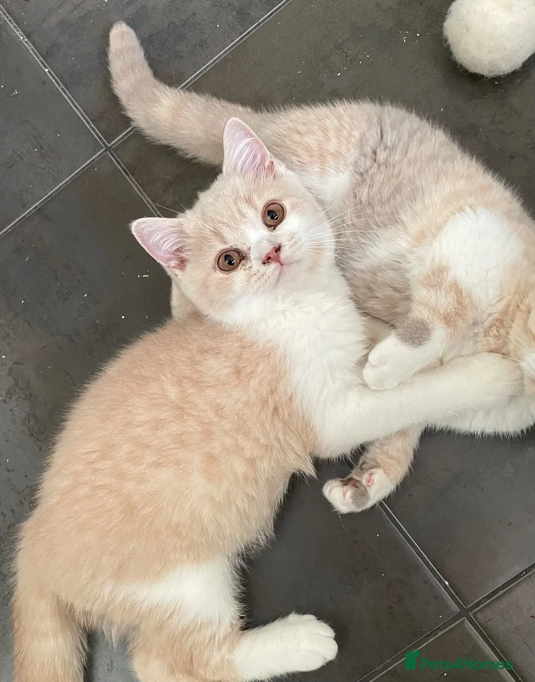 British Shorthair cats for sale: Two Beautiful GCCF pedigree British Kittens - Advert 10