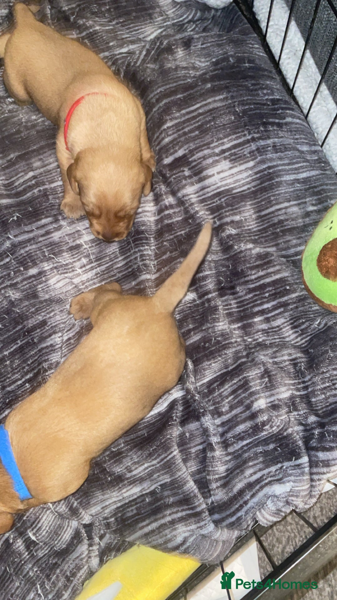 Labradoodle dogs for sale: F1b labradoodle puppies - Advert 8