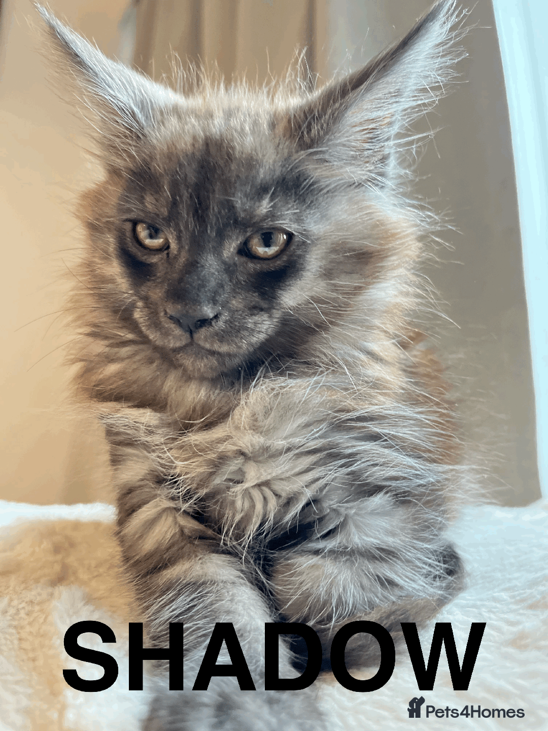 Maine Coon cats for sale: XXL CHAMPION RUSSIAN LINE.MAINE COON KITTENS - Advert 25