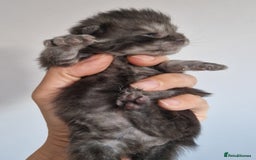 Maine Coon cats for sale: Smoke Russian Line Mainecoons - Image 2