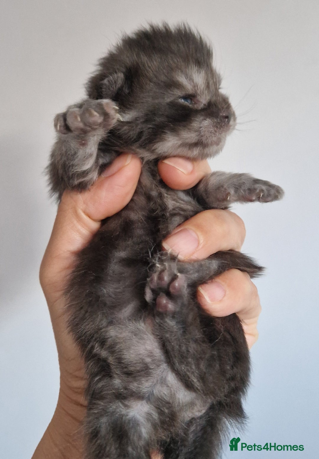 Maine Coon cats for sale: Smoke Russian Line Mainecoons - Image 2