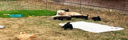 Double Doodle dogs for sale: Labradoodle/Sproodle X - Advert 18