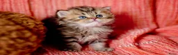 Persian cats for sale: Persian Chinchilla Kittens  - Advert 10