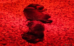 Miniature Dachshund dogs for sale: long and shorthaired chocolate. Both parents KCd - Image 11