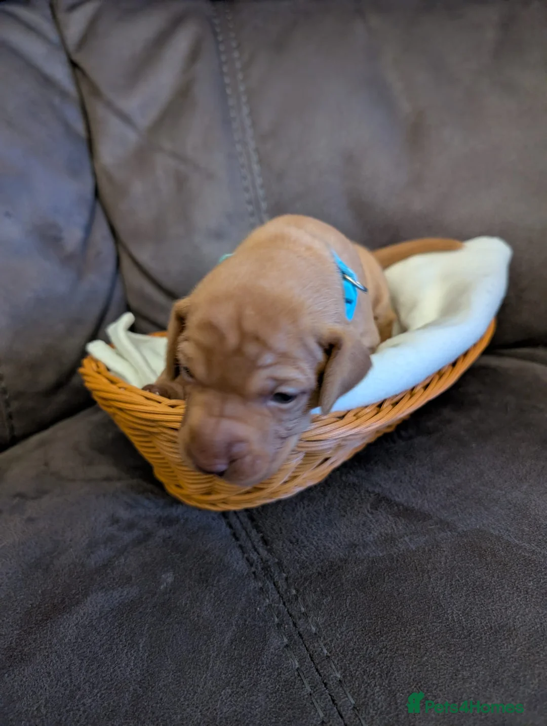 Hungarian Vizsla dogs for sale: Beautiful KC Registered Hungarian Viszla Puppies - Advert 13