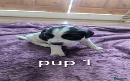Sprocker dogs for sale: 5 sprocker puppies for sale - Image 3