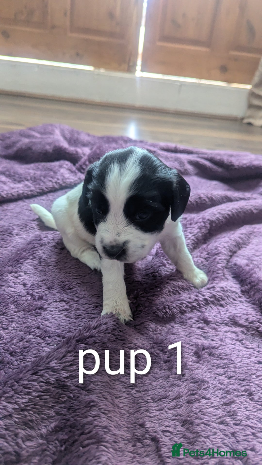 Sprocker dogs for sale: 5 sprocker puppies for sale - Image 3