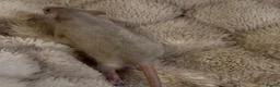 Rat rodents for sale: 🐀 Beautiful Rat Kitts 🐁 ** Available now ** - Advert 12