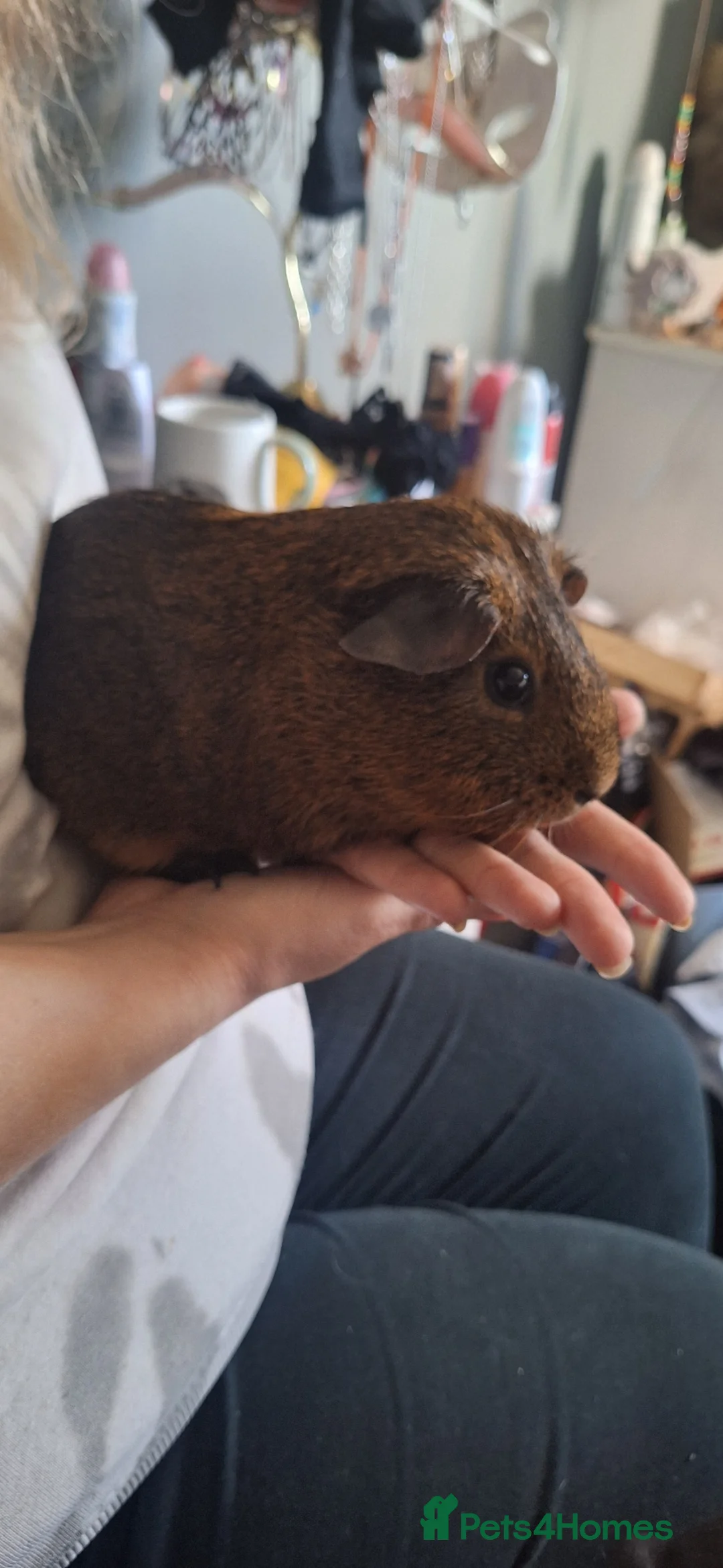 Guinea Pig rodents for sale: Guinea pig boar 1 Yr old - Advert 5