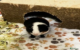 Guinea Pig rodents for sale: Bonded Male Guinea Pigs for Rehoming - Image 7