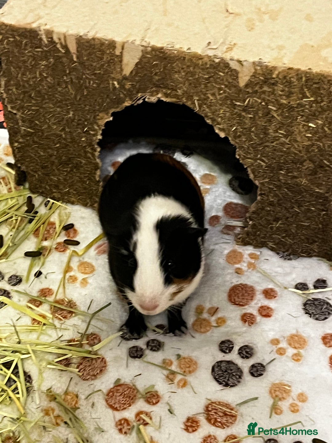 Guinea Pig rodents for sale: Bonded Male Guinea Pigs for Rehoming - Image 7