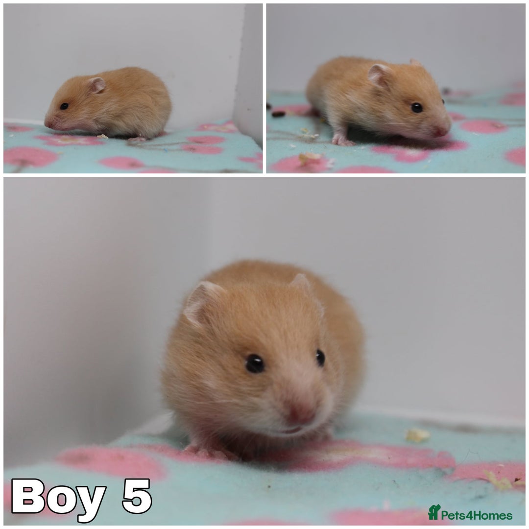 Hamster rodents for sale: Beautiful Syrian hamsters ready to reserve - Advert 7