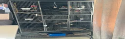 Cockatiels birds for sale: Cockatiel male SILLY TAME! - Advert 2