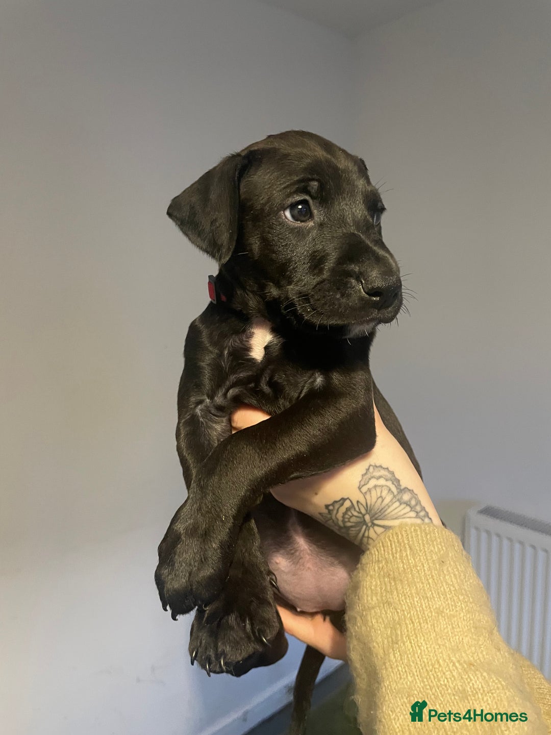 Mixed Breed dogs for sale: Doberman pups  - Advert 7