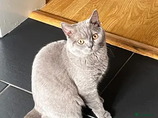 British Shorthair cats British Short hair - 2 males, 6 months in Ilford - Advert 2