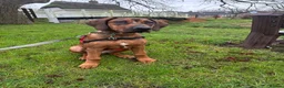 Rhodesian Ridgeback dogs for sale: KC Registered Ridgeback Male Seeking Forever Home  in Huntingdon - Advert 13