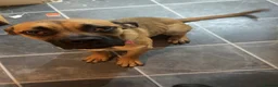 Cane Corso dogs for sale: Scarlett - Advert 2
