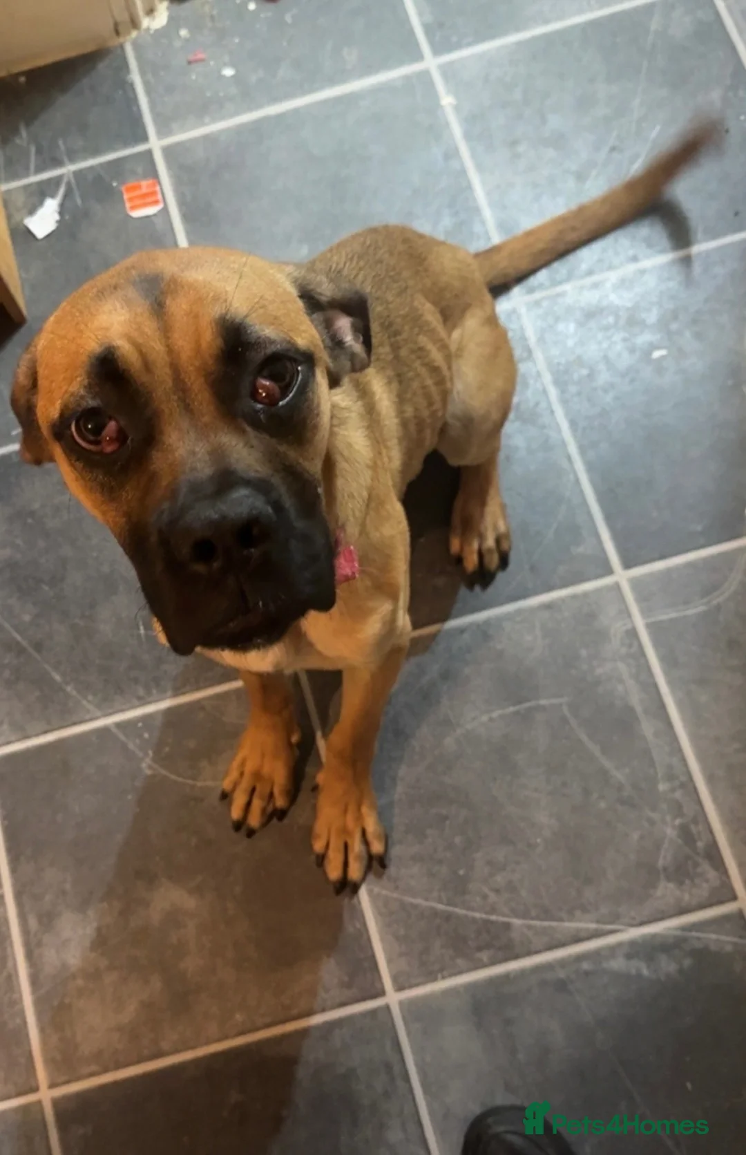 Cane Corso dogs for sale: Scarlett - Advert 2