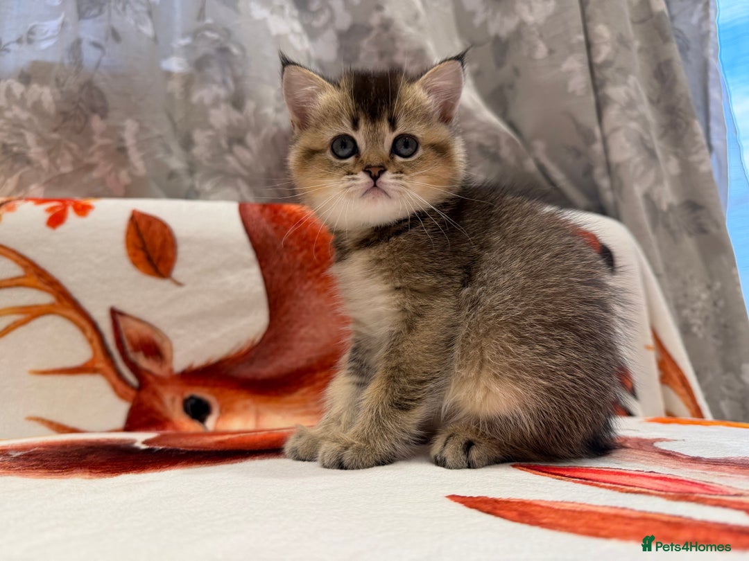 Scottish Fold cats for sale: Purrfect kitten  - Advert 4