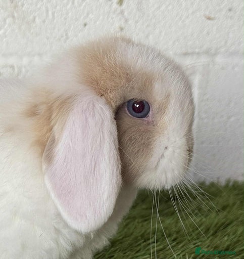 Gallery Image {{count}}