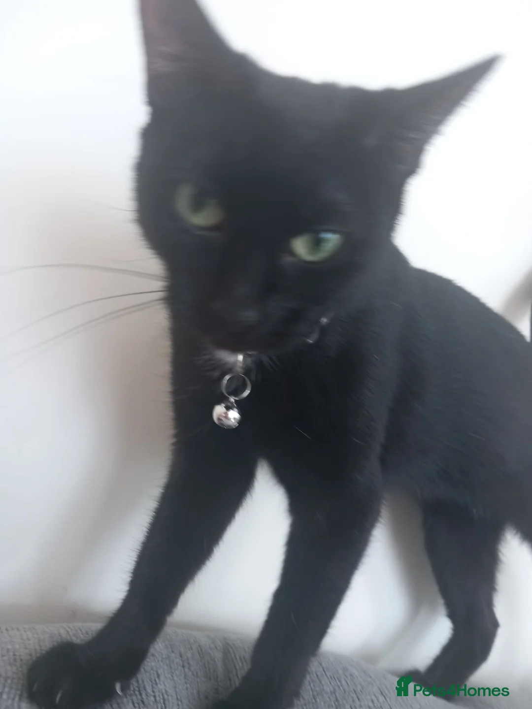 Mixed Breed cats for sale: 5 beautiful kittens for sale in Torquay - Advert 7