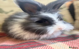 Angora rabbits for sale: Stunning pure bred English angora babies - Image 4