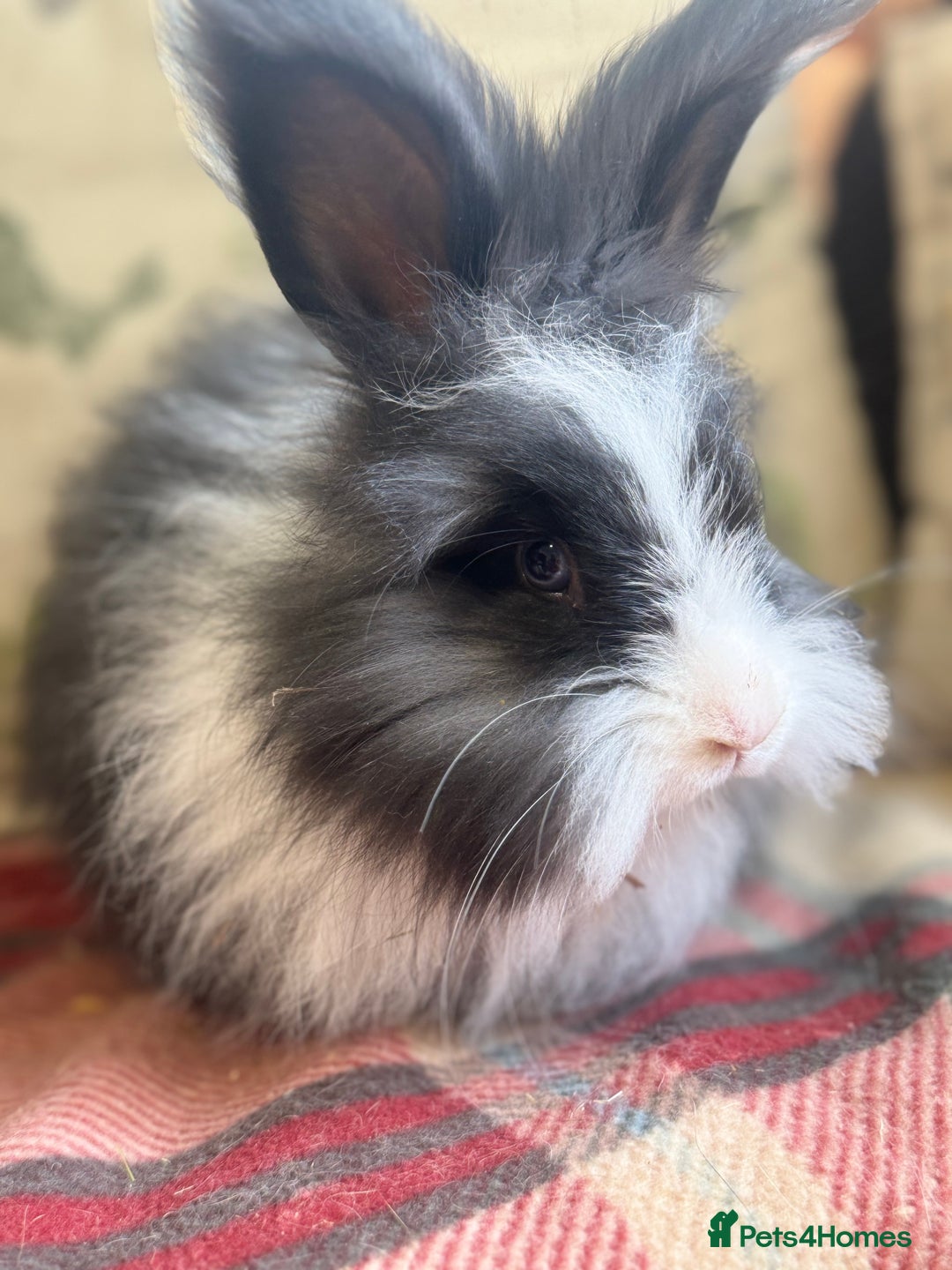 Angora rabbits for sale: Stunning pure bred English angora babies - Image 4