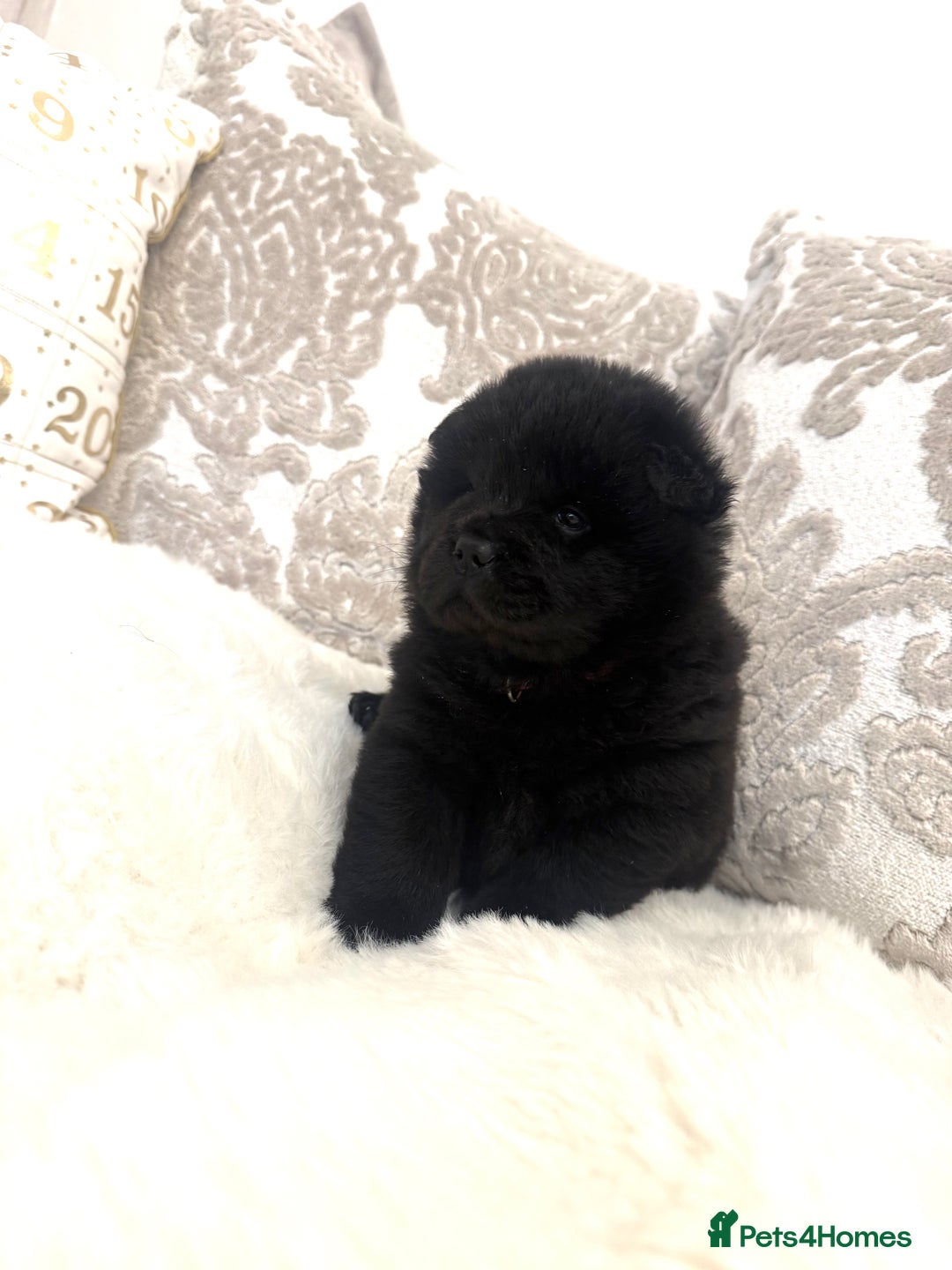 Chow Chow dogs for sale: KC reg chow chows ready to leave 24 dec! REDUCED - Advert 3